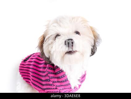 Kleiner Hund mit rosa Pullover oder Jacke. Hochwinkelansicht. Niedlicher, weißer, bichonartiger Welpe. Hund mit Kleidung. Neugierige Körpersprache. Stockfoto