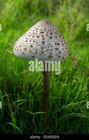 Sonnenschirmpilz (Macrolepiota procera). Ein Basidiomyzetenpilz. Junge Exemplare wachsen auf Fyfield in der Nähe von Avebury, Wiltshire, England Stockfoto