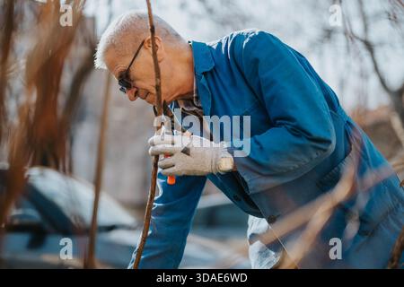 Ein älterer Mann in blauer Jacke, der draußen eine Pflanze mit einer Beschneidungsschere beschneidet, konzentriert sich auf eine Aufgabe Stockfoto