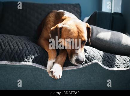 Entspannter Hund, der im Sonnenlicht auf dem Sofa schläft. Niedlicher Hündchen-Hund, der träumt oder ruht, mit Kopf über Kante hängt. 3 Jahre alte Frau, Harrier Mix d Stockfoto