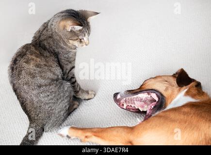 Entspannte Katze und Hund zusammen auf Teppich. Niedliche Tabbykatze, die neben dem Hund sitzt und sich dehnt, spielt oder gähnt. Hund und Katze koexistieren im Mehrtierhaus Stockfoto