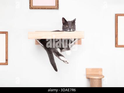Glückliche Katze in der Hängematte an der weißen Wand. Entspannte Smoking-Katze mit Schnurrbart liegend mit Pfoten, die auf einem wandmontierten Katzenregal in einem modernen Wohnzimmer hängen Stockfoto