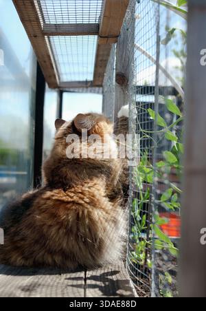 Happy Cat kratzt Holz im Catio- oder Outdoor-Katzengehege. Torbie- oder Calico-Katze, die den sonnigen Tag in Glaszaun und Netzgehege auf dem Dach genießt Stockfoto