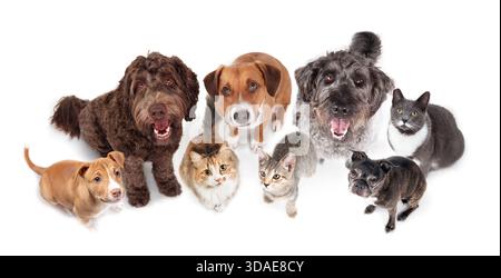 Isolierte Gruppe von Hunden und Katzen, die aufschauen. Lustige Hochwinkelansicht von Katzen und Hunden, die glücklich sitzen und lächelnde Gesichter. Haustierkonzept. Gehorsamstraining o Stockfoto