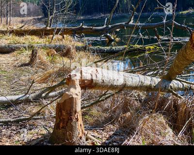 Bäume, die von Bibern an einem Flussufer im Wald genagt und gefällt wurden Stockfoto