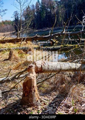 Bäume, die von Bibern an einem Flussufer im Wald genagt und gefällt wurden Stockfoto