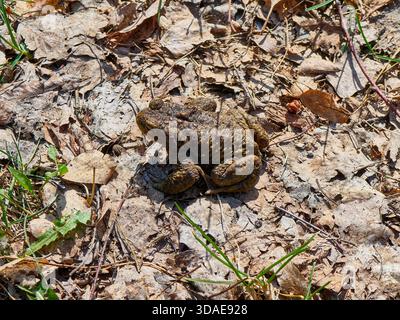 Gewöhnliche Kröte, die auf trockenen, gefallenen Blättern in einem Frühlingswald sitzt Stockfoto