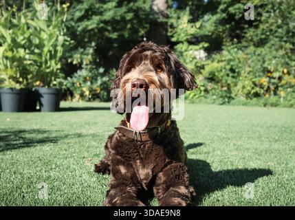 Entspannter Hund auf Kunstrasen im Hinterhof. Labradoodle-Hund liegt im Gras mit unscharfem, üppigem Laub. Hundeschächler in Sommerhitze. 1 Jahr alte Frau Stockfoto