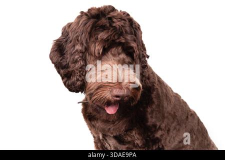 Labradoodle-Kopfschuss mit rosa Zunge, die herausragt. Perspektivische Ansicht des süßen frisch gepflegten Hundes. 1 Jahre alt, weiblich, australisches Labradoodle, Schokolade Stockfoto