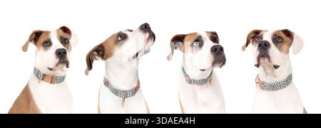 Isolierter Hund aus verschiedenen Winkeln in einer Reihe. Ansicht des gleichen Hundekopfes mit unterschiedlichen Gesichtsausdrücken. Weibliches Pitbull mit schwarzem Ei Stockfoto