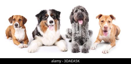 Gruppe von Hunden, die nebeneinander liegen. 4 Hunde, die in die Kamera schauen. Mehrere Hunde mit lächelnden Gesichtern und fröhlicher Körpersprache. Harrier Mix, australischer Schäferhund Stockfoto