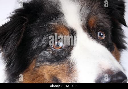 Hundeauge mit Heterochromie. Nahaufnahme. Australischer Schäferhund mit gespaltenem oder marmoriertem Auge. Rote blaue Iris. 10 Jahre alt, männlich, australischer Hirte mit Blau Stockfoto