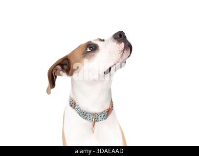 Isolierter großer Hund, der nach oben blickt. Seitenansicht eines niedlichen Pitbull-Hundes, der auf Futter oder Gehorsamstraining wartet. Pitbull-Hündin mit schwarzer Augenmaske und weiß Stockfoto