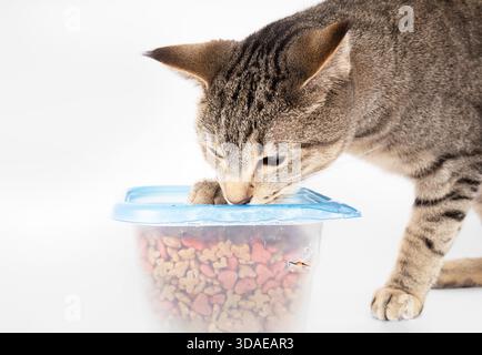 Katze, die versucht, in einen Futterbehälter zu kommen, auf grauem Hintergrund. Hungrige Katze kratzt Plastikbehälter gefüllt mit Kroketten oder Snacks. Container enthält Bit Stockfoto