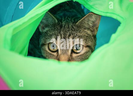 Katze im Katzentunnel, die in die Kamera schaut. Kopffoto von süßem Kätzchen im farbenfrohen Spielzeugtunnel. Spielerische oder jagdliche Körpersprache. Katzenunterhaltung im Innenbereich. 1 Stockfoto