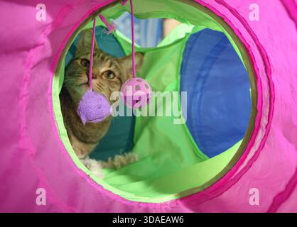 Verspielte Katze im Katzentunnel. Neugieriges Kätzchen, das Spielzeug im Spielzeugtunnel ansieht. Katzenanreicherung und Unterhaltung im Innenbereich. 1 Jahre alte weibliche Tabby-Katze, Stockfoto