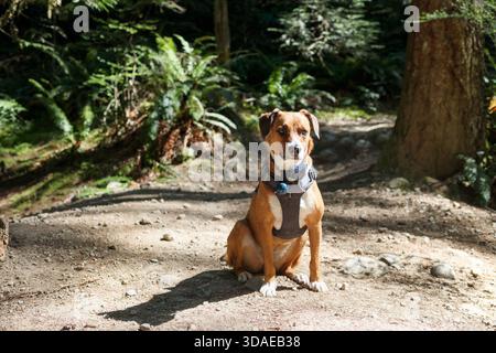 Hintergrundbeleuchteter Hund im Wald mit gps oder Trainingskragen und Bärenglocke. Hund sitzt auf Wegkreuzungen im Regenwald von BC. Sommerspaziergang mit Hunden. Waldsafet Stockfoto