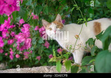 Niedliche junge zweifarbige Katze, weiß mit Ingwerflecken, stehend vor der rosa blühenden Bougainvillea und blickt mit neugierigem Ausdruck, Korfu Stockfoto