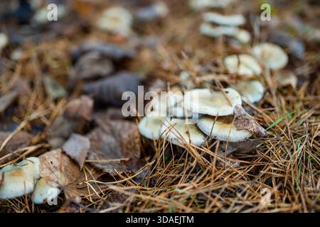 Eine Gruppe von hellen Pilzen wächst zwischen Kiefernnadeln und feuchten, gefallenen Blättern auf dem Waldboden. Feuchte, erdige Stille des Spätherbstlebens, die sich an Lo festhält Stockfoto
