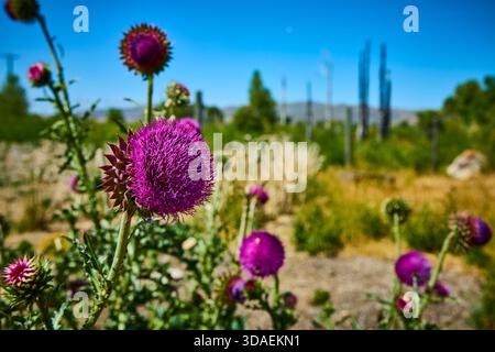 Wilde Thistle Blume aus nächster Nähe in natürlicher Sommerlandschaft mit verschwommenem Hintergrund Stockfoto