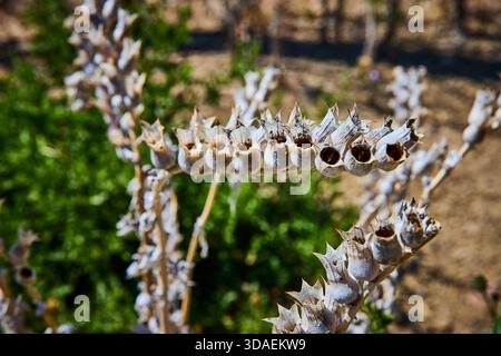 Nahaufnahme Getrocknete Blumensamen-Pods Sonnenlicht Natürliche Textur Stockfoto