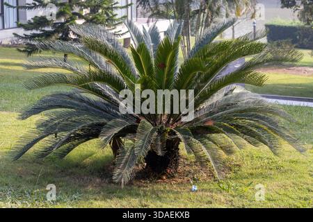 Uneingeschränkter Blick auf eine wunderschöne Sago Palm (Cycas revoluta), eine alte Cycad Pflanze, die einem Garten oder Landstrich ein tropisches, dramatisches und gefiedertes Aussehen verleiht Stockfoto
