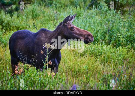 Elche im üppigen Grün am Edge of Pond Wildlife in Natural Habitat Stockfoto
