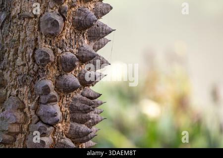 Nahaufnahme der rauen Rinde und scharfen, dunklen Prickeln am Stamm eines roten Seidenbaumbaums (Bombax ceiba) in der Natur, die eine detaillierte, einzigartige Textur zeigt Stockfoto