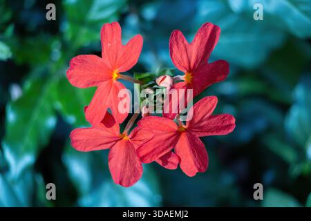 Leuchtende, feurig rote Firecracker Flowers (Crossandra infundibuliformis) blühen in einem Garten. Diese Zierpflanze wird wegen ihrer einzigartigen Form weithin angebaut Stockfoto