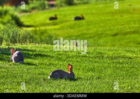 Im Hemenway Park Nevada grasen Jack Hasen auf üppigem grünem Gras bei Sonnenlicht Stockfoto