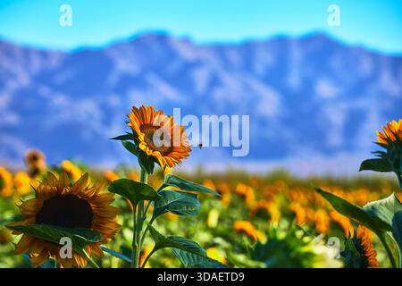 Sonnenblumenfeld und Biene in Blüte mit Berglandschaft in Nevada Orchard Stockfoto