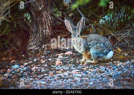 Wild Jack Rabbit auf der Rocky Desert Floor in der Nähe von Sträuchern im Natural Nevada Habitat Stockfoto