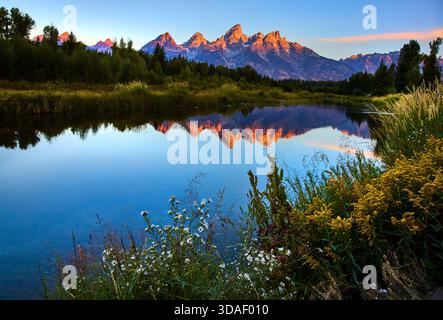 Sonnenaufgang am Grand Teton Mountain auf Schwabacher Landing mit Wildblumen Stockfoto