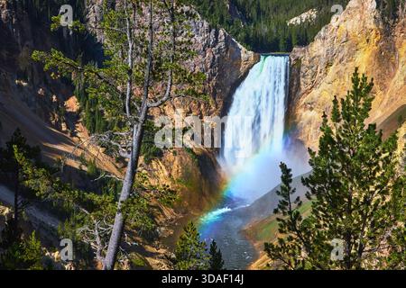 Lower Falls Wasserfall mit Regenbogenbäumen und Kiefern im Yellowstone National Park Stockfoto