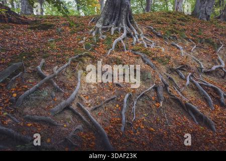 Ein Nahaufnahme, bodennahes Foto, das das komplexe, belichtete Wurzelsystem eines großen, alten Baumstamms erfasst. Die silbrigen, knorrigen Wurzeln greifen in die St. Stockfoto