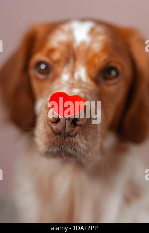 Nahporträt von Spaniel mit rotem Herzpapieraufkleber auf der Nase, geringe Tiefe und warme Töne. Stockfoto