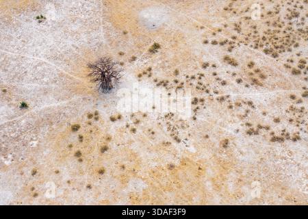 Ein Blick aus der Vogelperspektive auf einen trockenen Lebensraum mit einigen Tierspuren, die zu einem großen afrikanischen Baobab-Baum im Moremi Game Reserve im Okavango-Delta, Botswana, führen Stockfoto