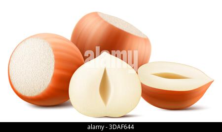 Set realistischer Haselnüsse. Ganze und halbe Haselnuss isoliert auf weißem Hintergrund. Geschälte und ungeschälte Nüsse. Haselnusskerne sind reif und lecker, eine Sou Stock Vektor