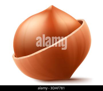 Halb geschälte Haselnüsse isoliert auf weißem Hintergrund. Haselnusskerne sind reif und lecker, eine gesunde Leckerei, eine Proteinquelle. Für Snacks und Schokolade Stock Vektor