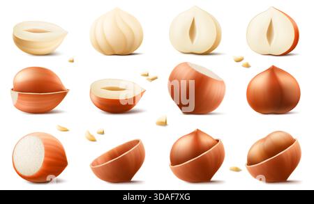 Set realistischer Haselnüsse. Ganze und halbe Haselnuss isoliert auf weißem Hintergrund. Geschälte und ungeschälte Nüsse. Haselnusskerne sind reif und lecker, eine Sou Stock Vektor