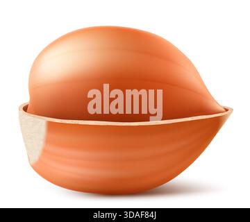 Halb geschälte Haselnüsse isoliert auf weißem Hintergrund. Haselnusskerne sind reif und lecker, eine gesunde Leckerei, eine Proteinquelle. Für Snacks und Schokolade Stock Vektor