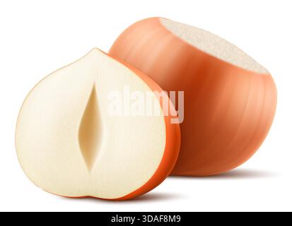Set realistischer Haselnüsse. Ganze und halbe Haselnuss isoliert auf weißem Hintergrund. Geschälte und ungeschälte Nüsse. Haselnusskerne sind reif und lecker, eine Sou Stock Vektor