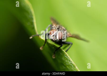 Ein Porträt-Makro zeigt eine Fliege auf einem grünen Blatt in Wien, Österreich, die im Frühjahr mit detaillierter Textur und natürlichem Licht aufgenommen wurde. Stockfoto