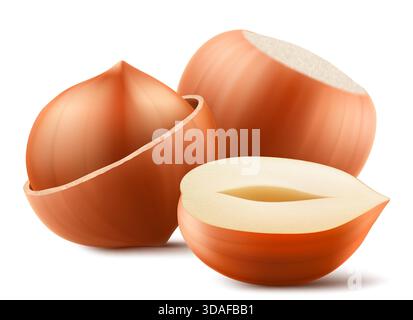 Set realistischer Haselnüsse. Ganze und halbe Haselnuss isoliert auf weißem Hintergrund. Geschälte und ungeschälte Nüsse. Haselnusskerne sind reif und lecker, eine Sou Stock Vektor