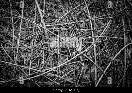 Hintergrund aus Bambus oder Weidengeflecht. Schwarz-weiß. Stockfoto