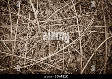 Hintergrund aus Bambus oder Weidengeflecht. Sepia-Ton. Stockfoto