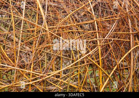 Hintergrund aus Bambus oder Weidengeflecht. Stockfoto