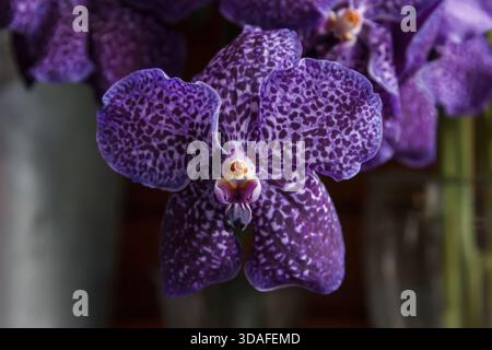 Makroaufnahme einer violetten Vanda coerulea-Orchidee in natürlichem Licht. Die detaillierten gepunkteten Blütenblätter und die satten violetten Farbtöne zeigen die natürliche Geometrie Stockfoto