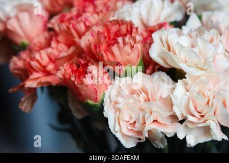 Ein wunderschöner Strauß aus Korallen- und Creme-Nelken (Dianthus caryophyllus), gefangen in sanftem natürlichem Licht. Warme Töne und zarte Rüschenblätter Stockfoto