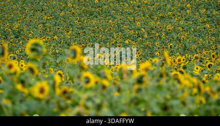 Sonnenblumenfeld in voller Blüte vor einem stürmischen Himmel auf einer Farm in der Nähe der Calder Bridge im Westen von Cumbria, Großbritannien. Stockfoto